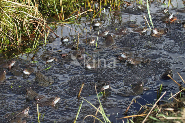 Bruine kikker (Rana temporaria)