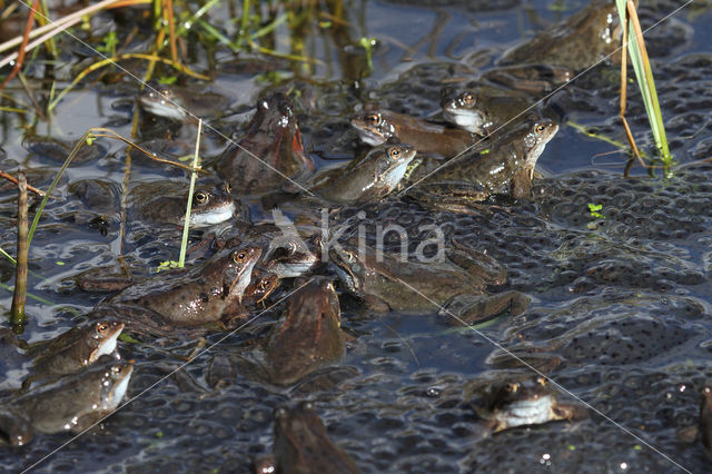 Common Frog (Rana temporaria)