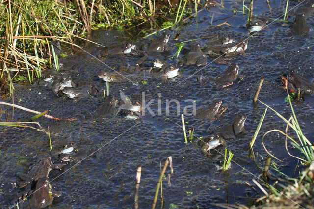 Common Frog (Rana temporaria)