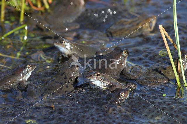 Bruine kikker (Rana temporaria)