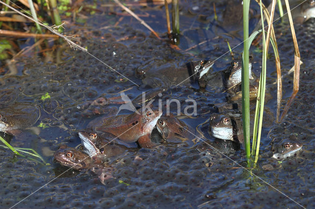 Bruine kikker (Rana temporaria)