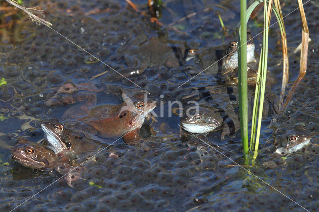 Common Frog (Rana temporaria)