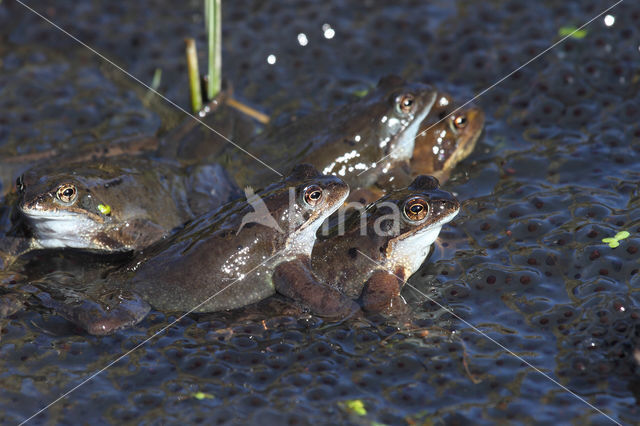 Bruine kikker (Rana temporaria)