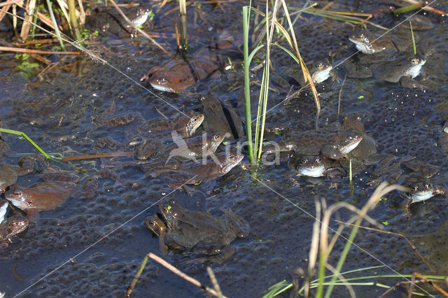 Common Frog (Rana temporaria)