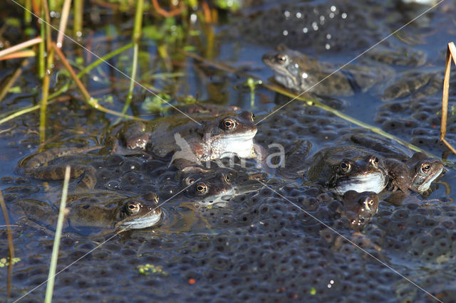 Common Frog (Rana temporaria)