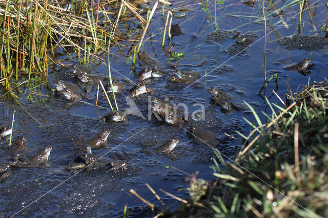 Bruine kikker (Rana temporaria)