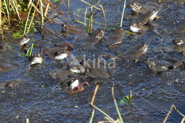 Common Frog (Rana temporaria)