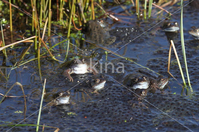 Bruine kikker (Rana temporaria)