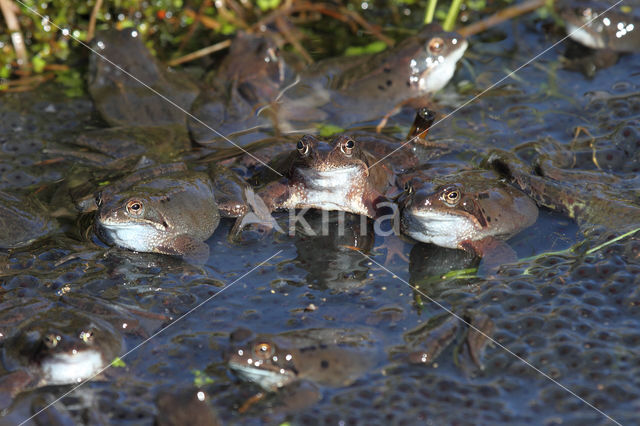 Common Frog (Rana temporaria)