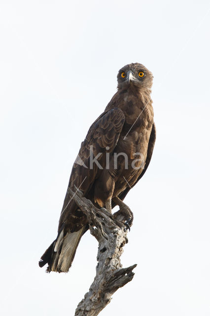 Bruine Slangenarend (Circaetus cinereus)