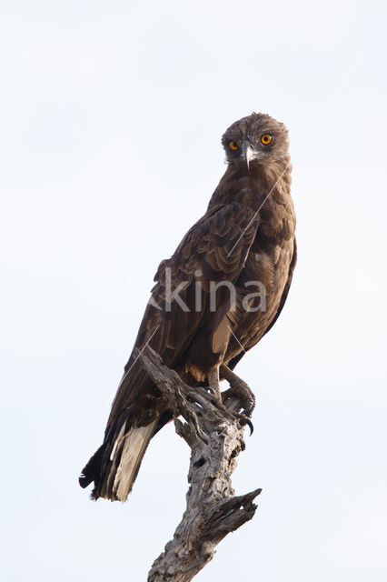 Bruine Slangenarend (Circaetus cinereus)