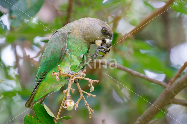 bruinkoppapegaai (Poicephalus cryptoxanthus)