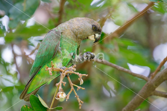 bruinkoppapegaai (Poicephalus cryptoxanthus)