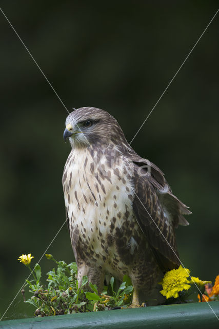 Buizerd (Buteo buteo)
