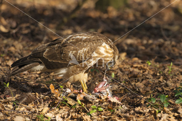 Buizerd (Buteo buteo)