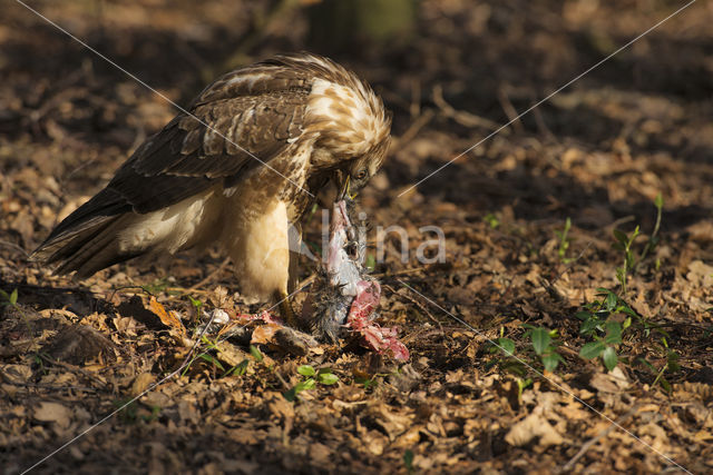 Common Buzzard (Buteo buteo)