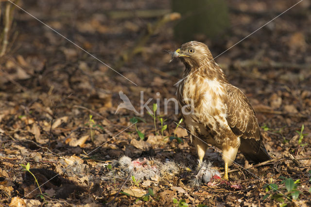 Common Buzzard (Buteo buteo)
