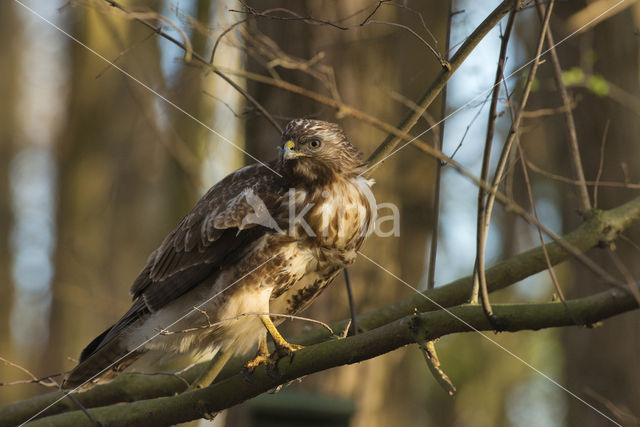 Common Buzzard (Buteo buteo)