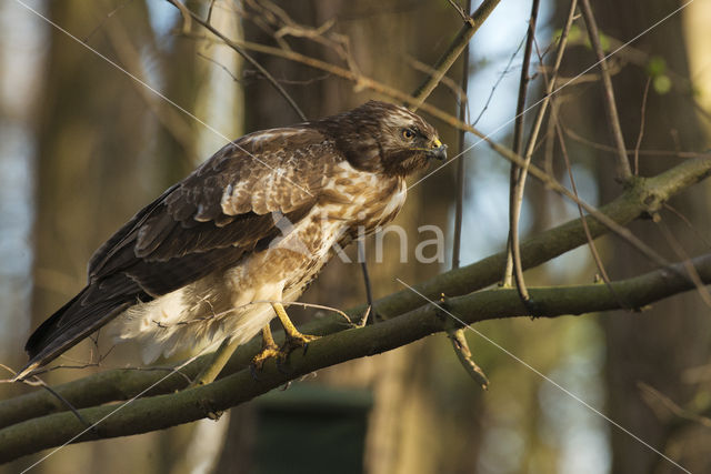 Buizerd (Buteo buteo)