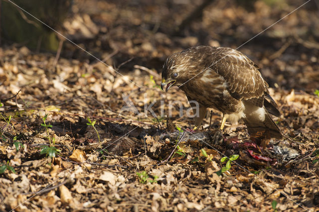 Buizerd (Buteo buteo)