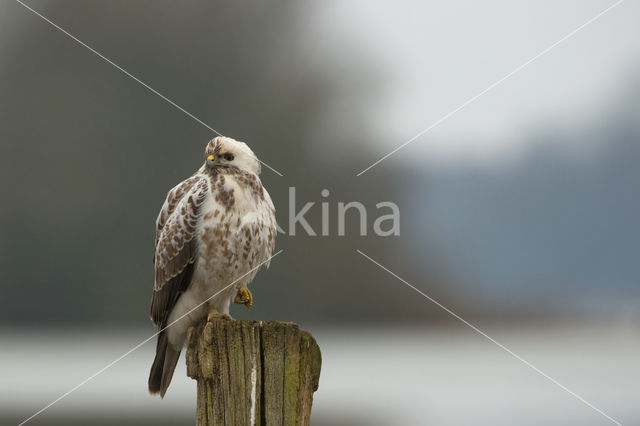 Buizerd (Buteo buteo)