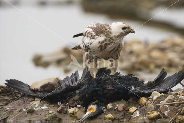 Common Buzzard (Buteo buteo)