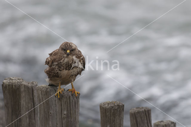 Common Buzzard (Buteo buteo)