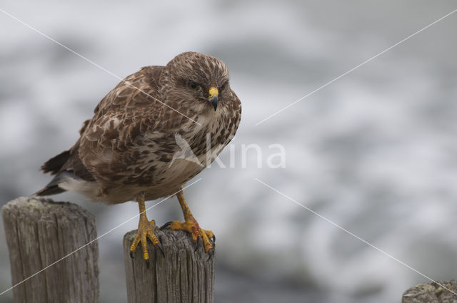 Common Buzzard (Buteo buteo)