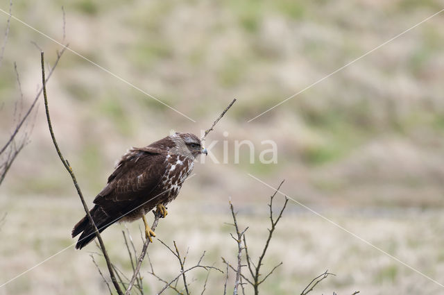 Buizerd (Buteo buteo)