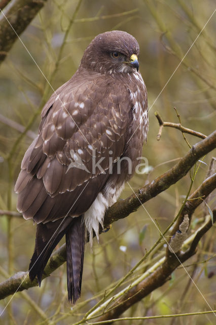 Buizerd (Buteo buteo)