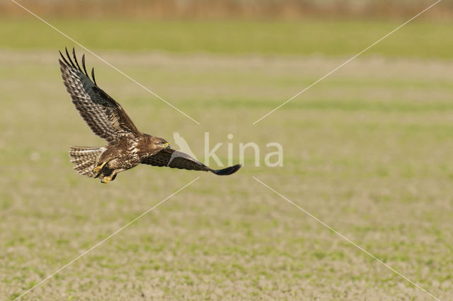 Buizerd (Buteo buteo)