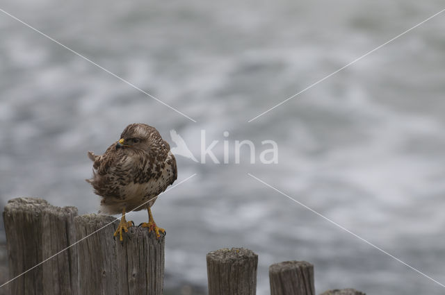 Common Buzzard (Buteo buteo)