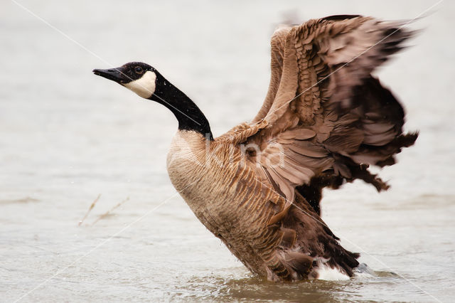 Canada Goose (Branta canadensis)