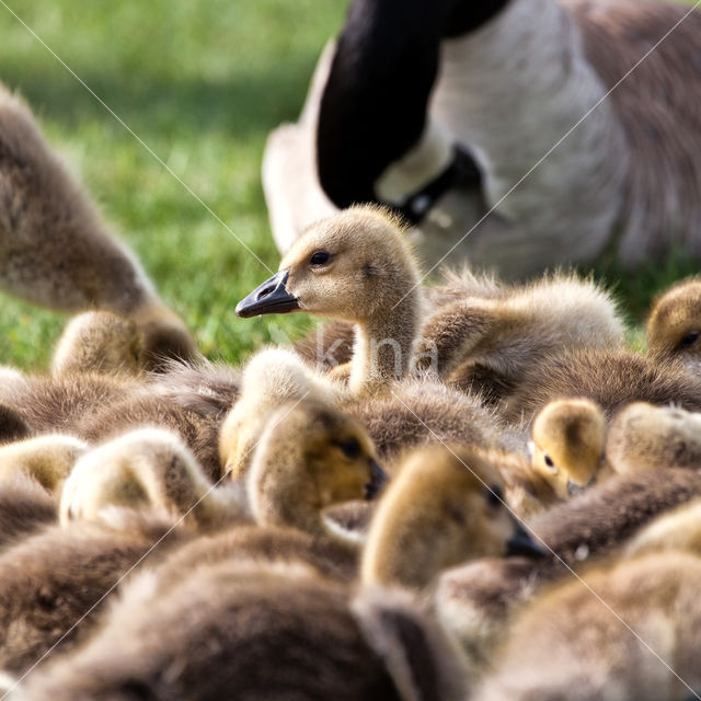 Canadese Gans (Branta canadensis)