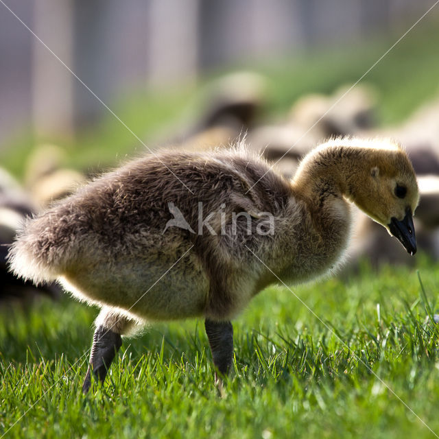 Canadese Gans (Branta canadensis)