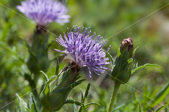 Distaff thistle (Carduncellus mitissimus)