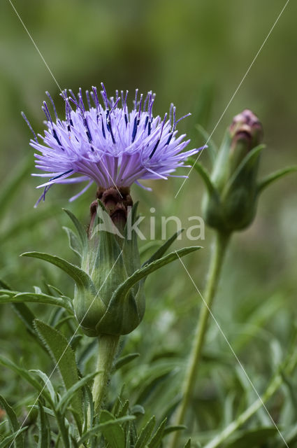 Distaff thistle (Carduncellus mitissimus)