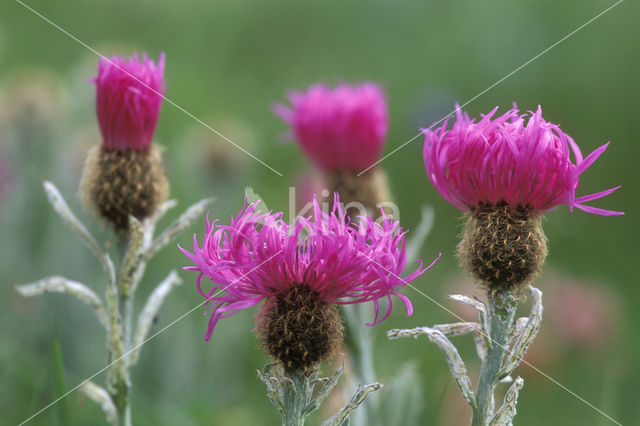 Centaurea uniflora