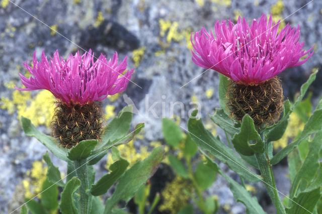 Centaurea uniflora