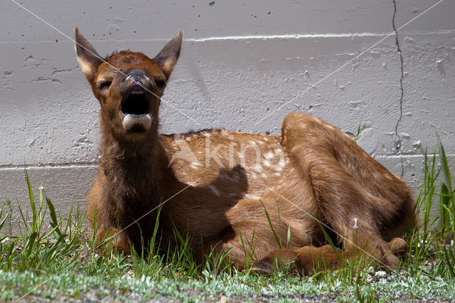 Elk (Cervus canadensis)