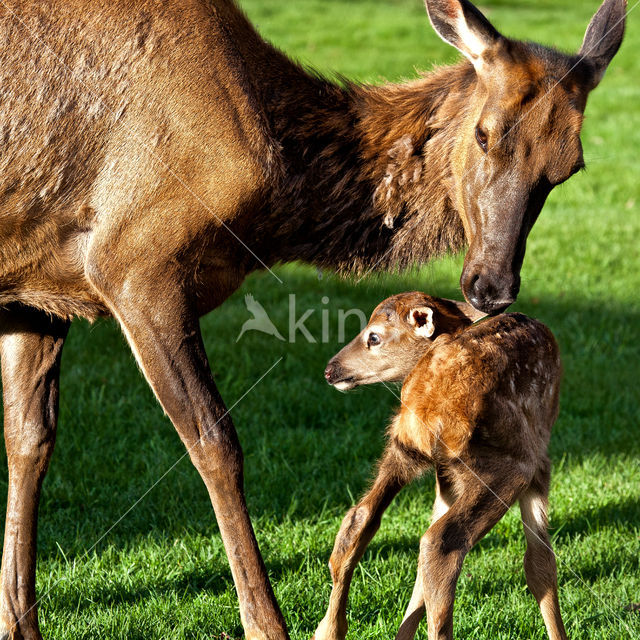 Elk (Cervus canadensis)