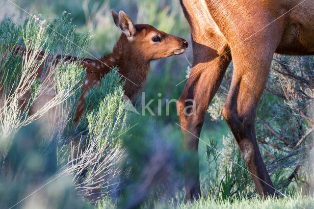 Wapiti (Cervus canadensis)