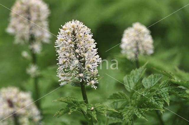 Christoffelkruid (Actaea erythrocarpa)