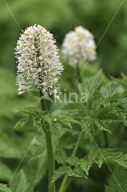 Baneberry (Actaea erythrocarpa)