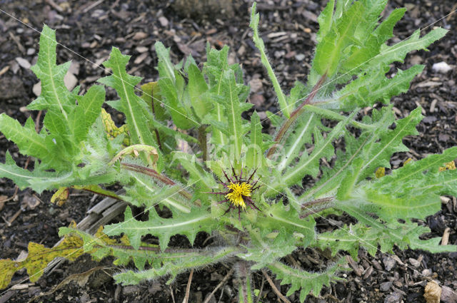 blessed thistle (Cnicus benedictus)