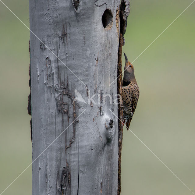 Northern flicker (Colaptes auratus)