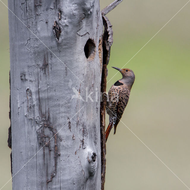 Northern flicker (Colaptes auratus)