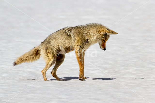 Coyote (Canis latrans)