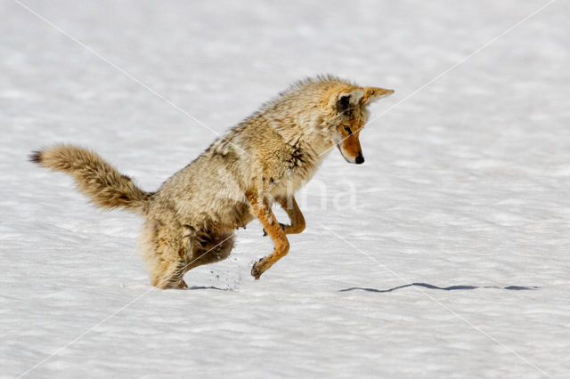 Coyote (Canis latrans)