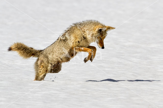 Coyote (Canis latrans)